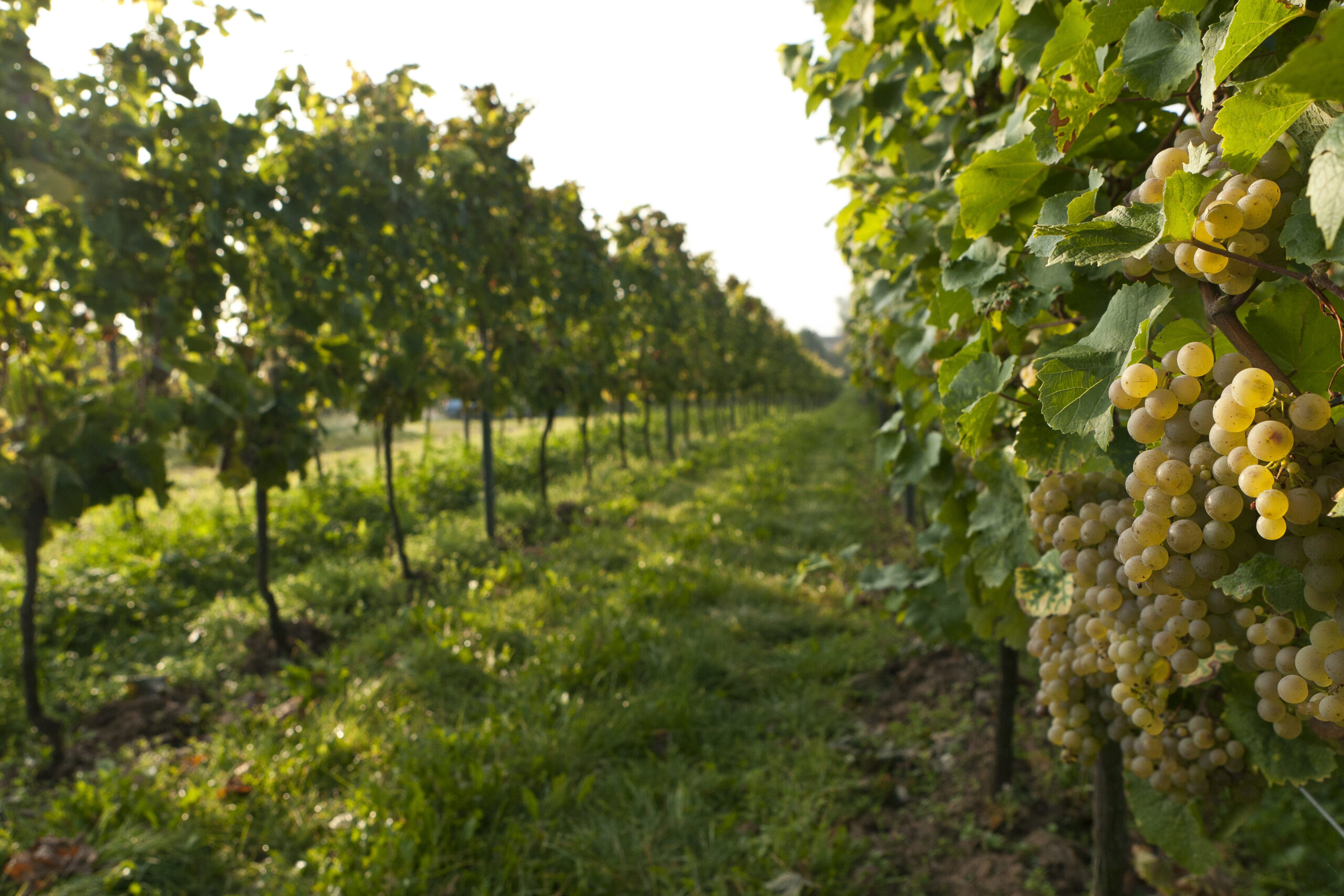 Weinberge Weingut Nett